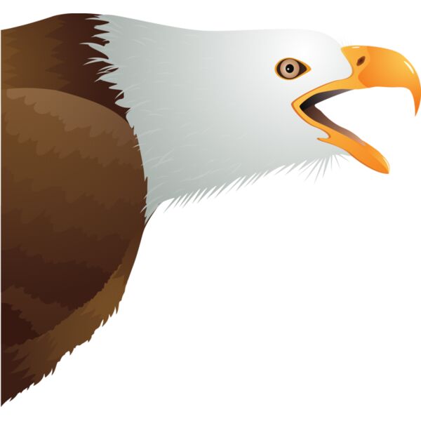 USA America Bald Eagle 1 Thumbnail
